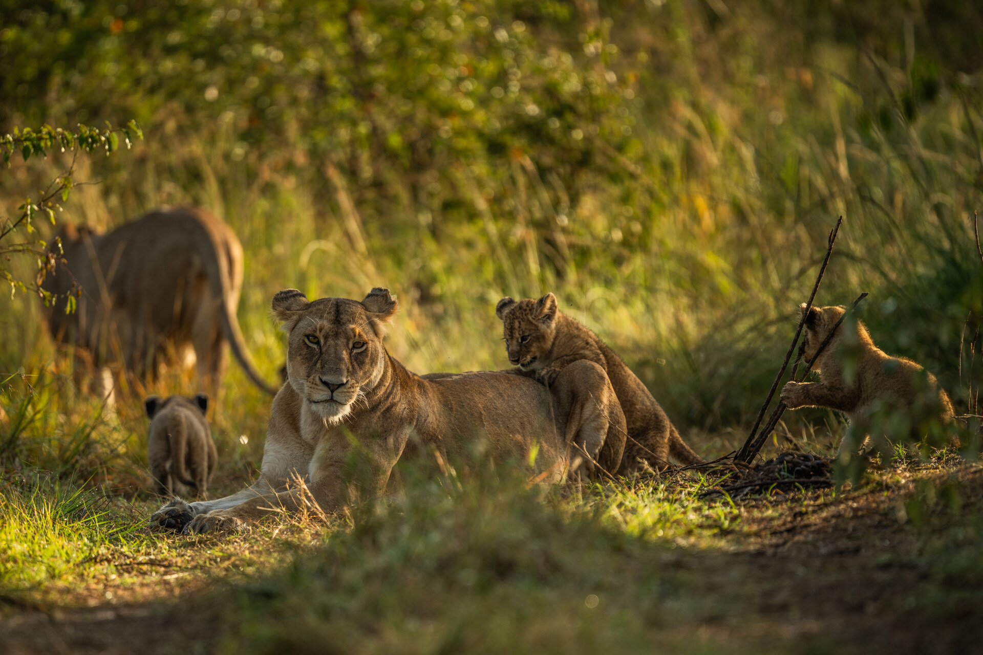 Mother Lioness' Playground – On the Queen's Back