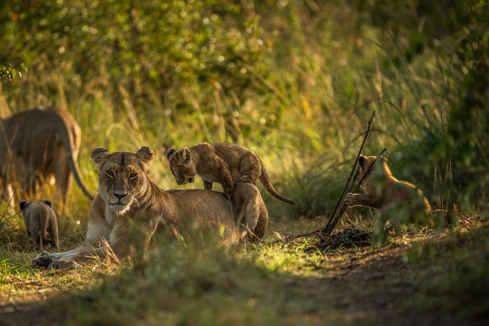Mother Lioness' Playground – Ride on Mom